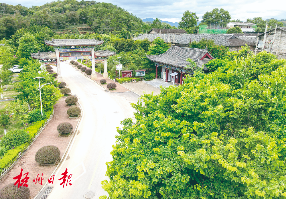 梧州全市生態(tài)茶園面積達33.34萬畝！