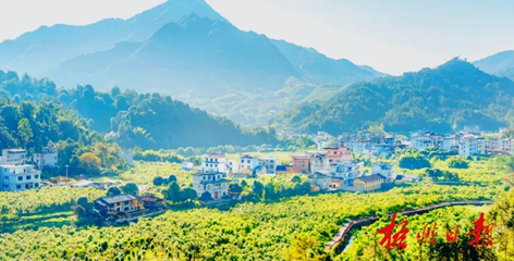 排名全國第13名！“梧州六堡茶”品牌價(jià)值實(shí)現(xiàn)新突破